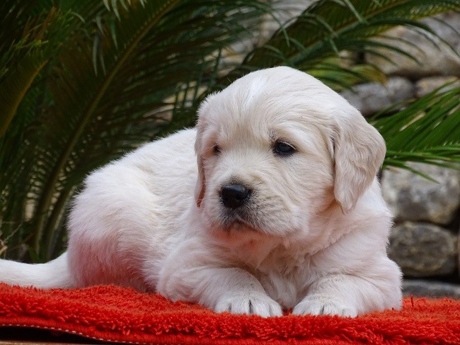 du Sarmizegetusa Regia - Chiots disponibles - Golden Retriever