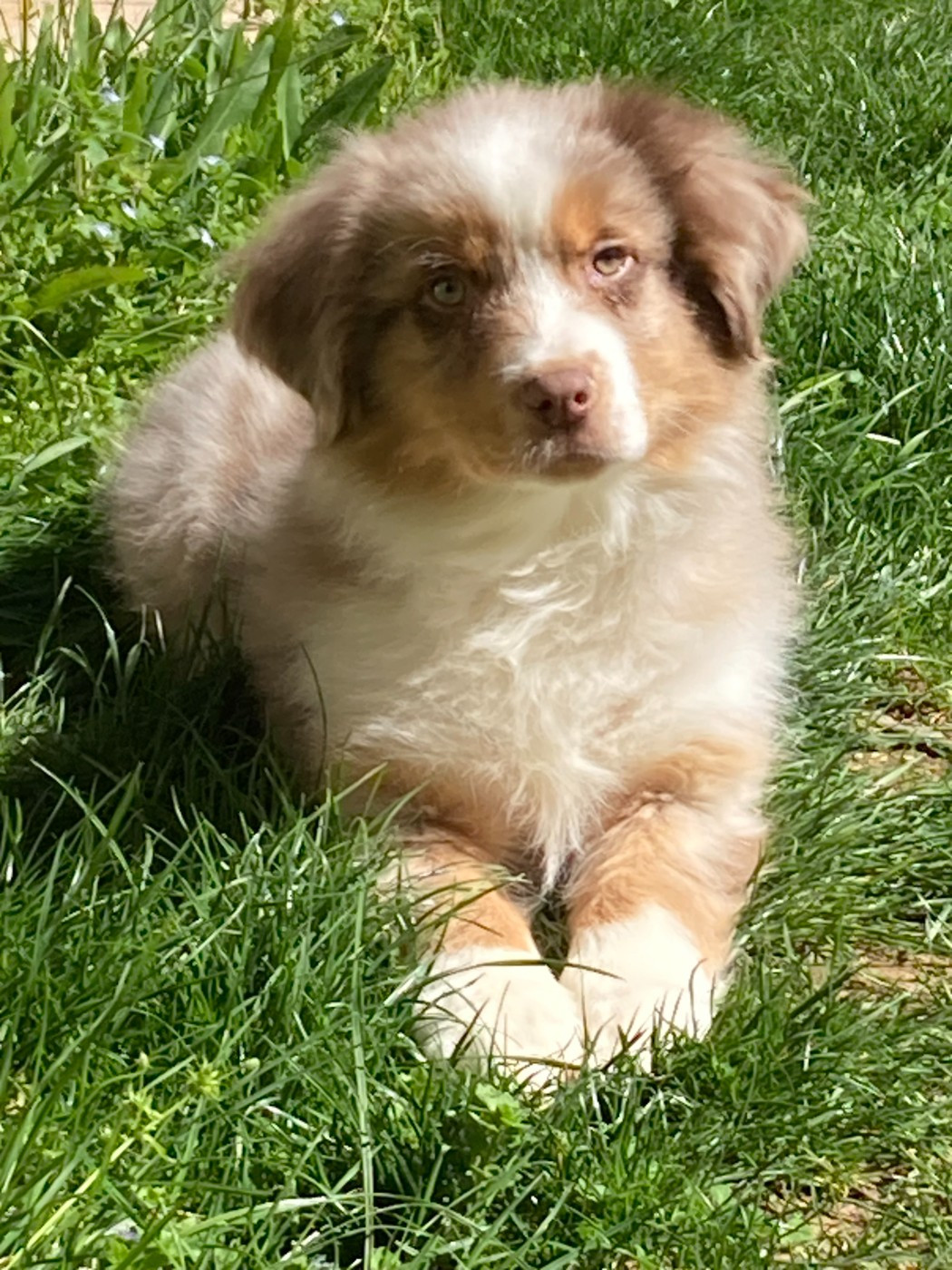 du Sarmizegetusa Regia - Chiots disponibles - Berger Australien