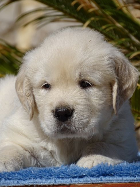 Chiot Golden Retriever du Sarmizegetusa Regia