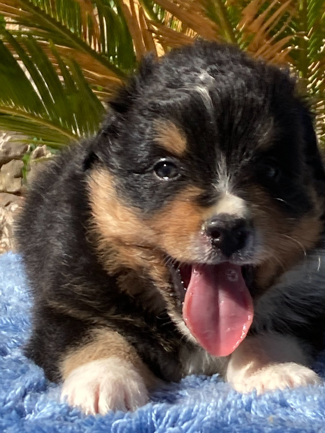du Sarmizegetusa Regia - Chiots disponibles - Berger Australien