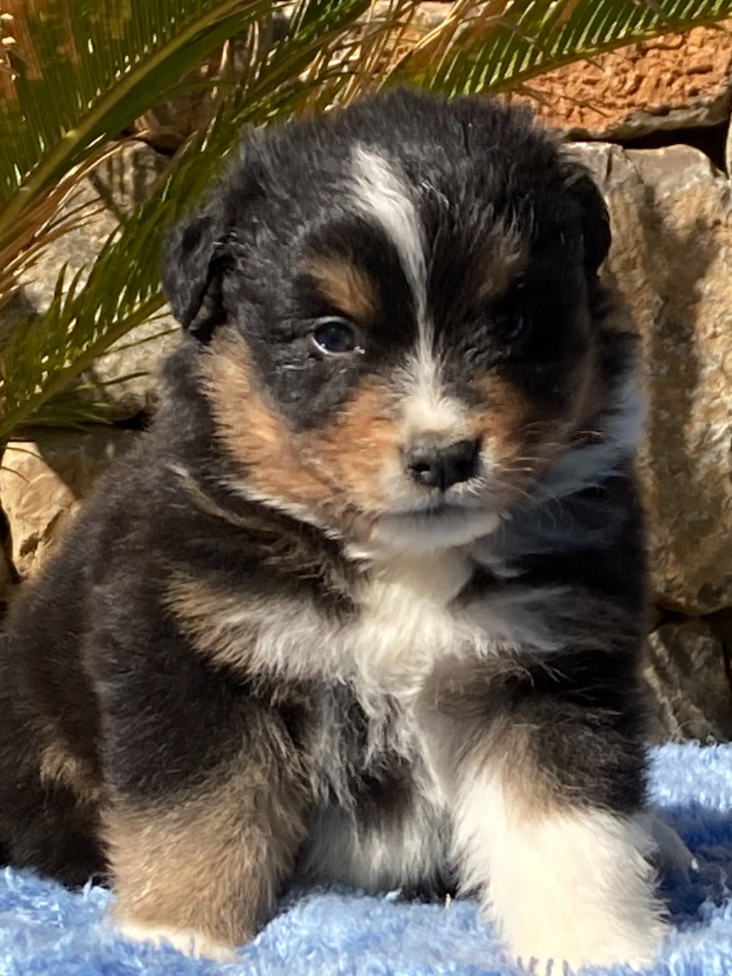 du Sarmizegetusa Regia - Chiots disponibles - Berger Australien