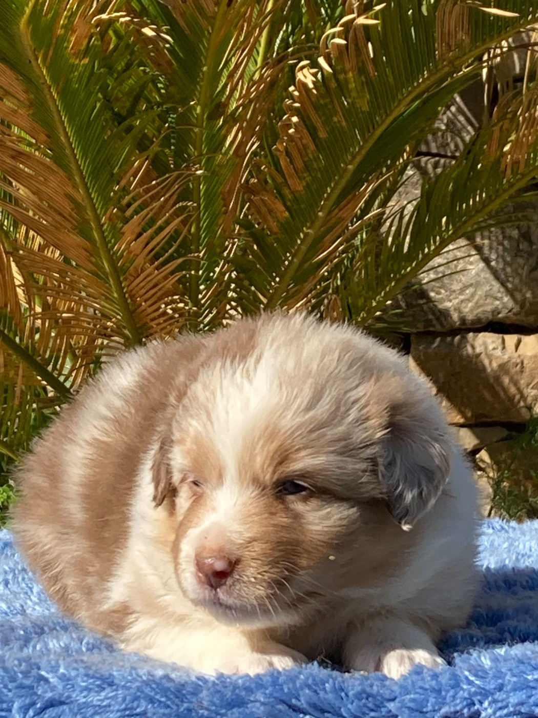 du Sarmizegetusa Regia - Chiots disponibles - Berger Australien