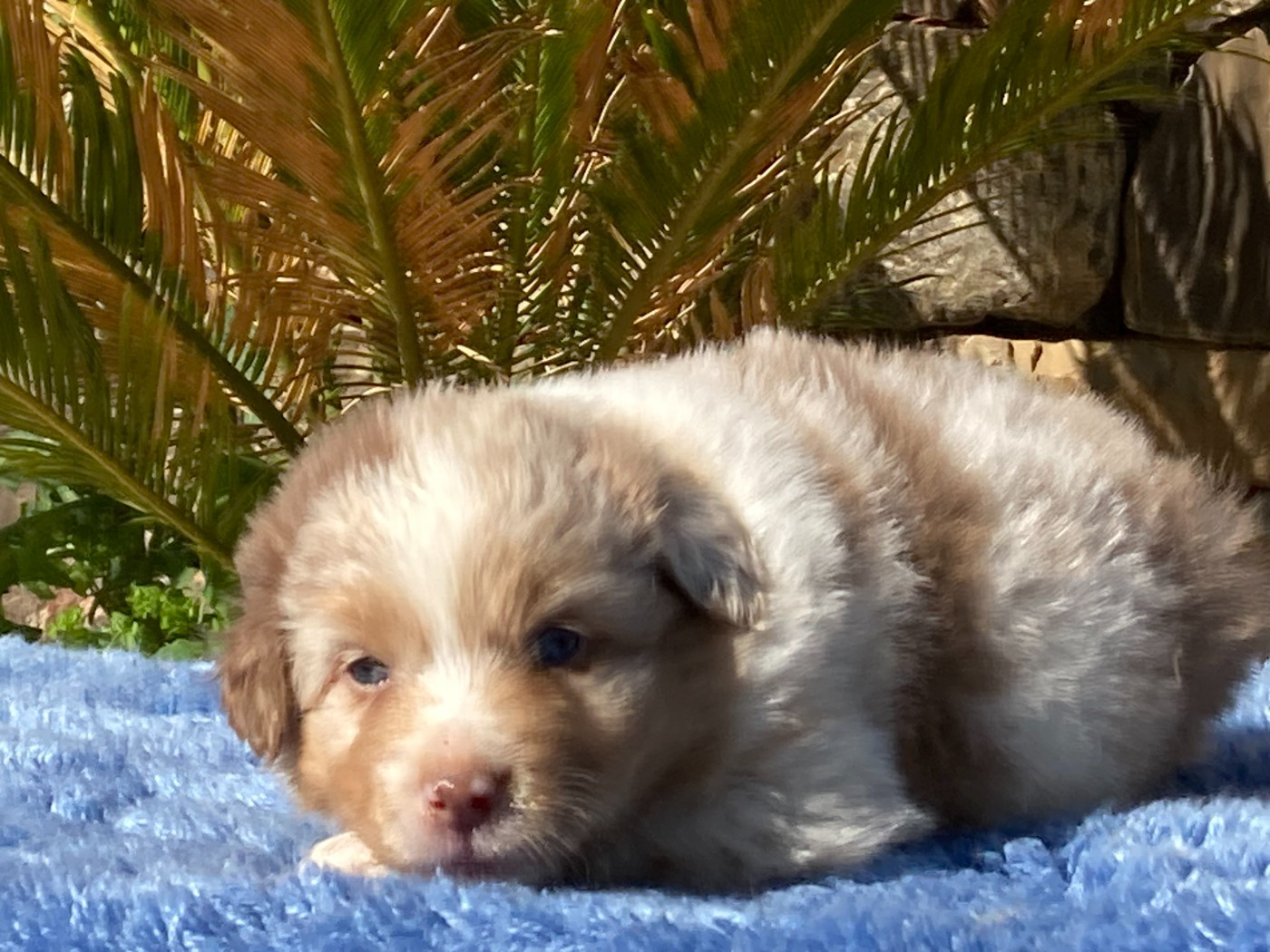 du Sarmizegetusa Regia - Chiots disponibles - Berger Australien