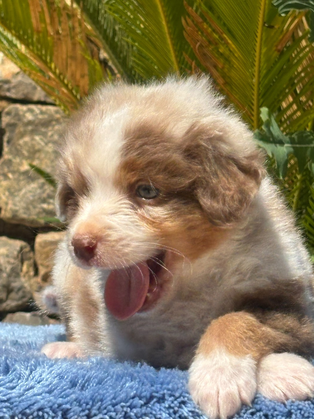 du Sarmizegetusa Regia - Chiots disponibles - Berger Australien