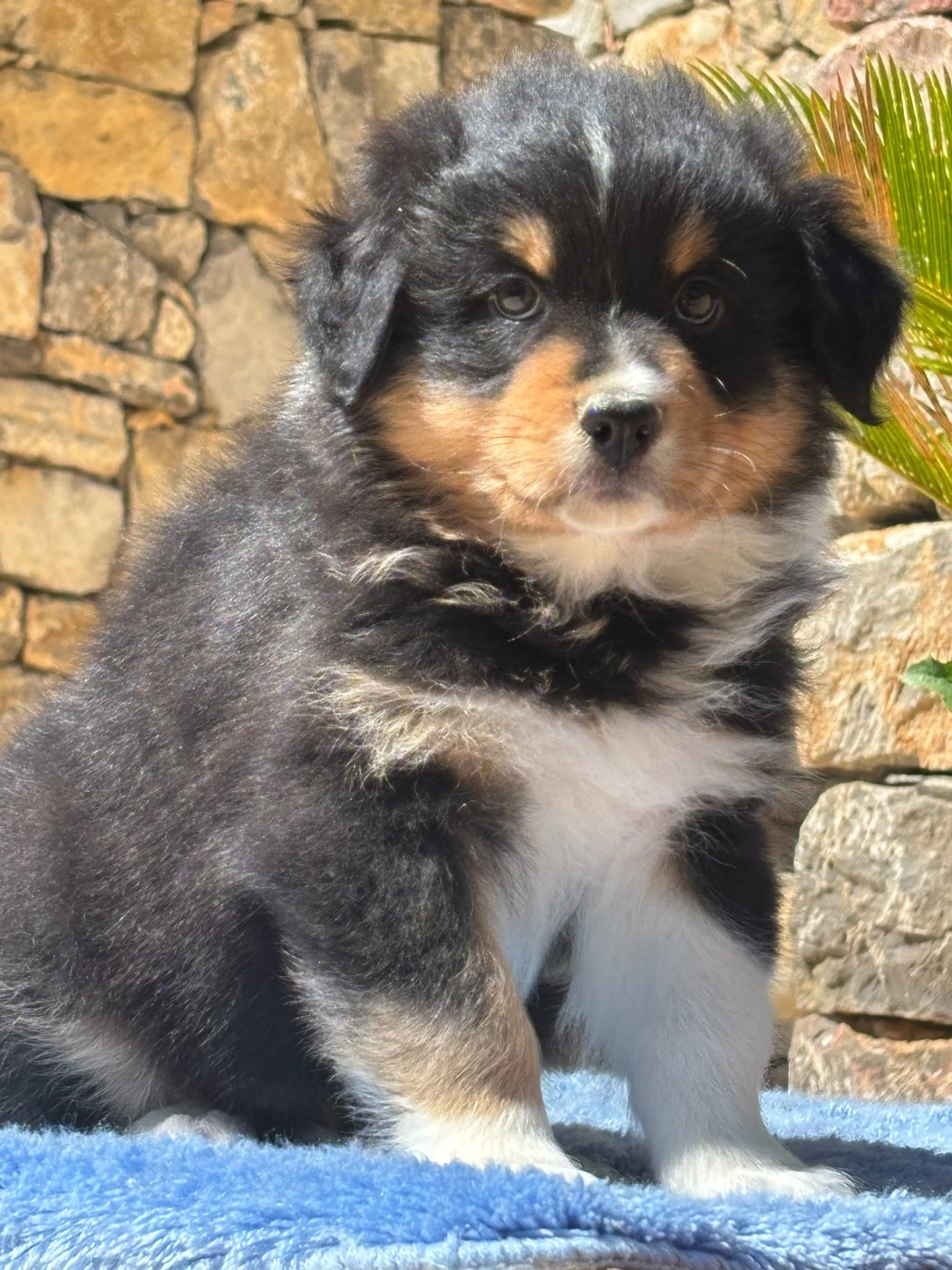 du Sarmizegetusa Regia - Chiots disponibles - Berger Australien