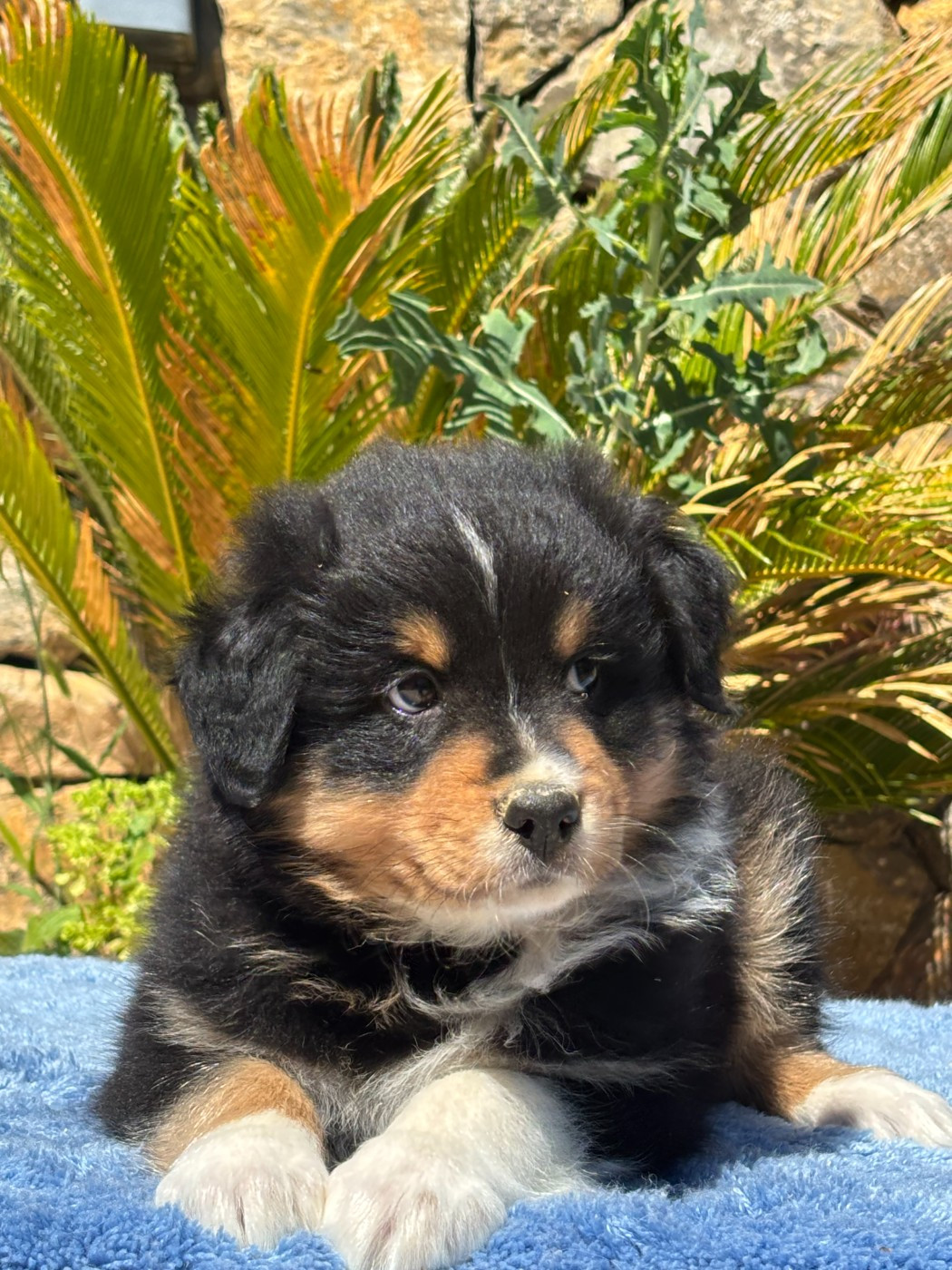 du Sarmizegetusa Regia - Chiots disponibles - Berger Australien