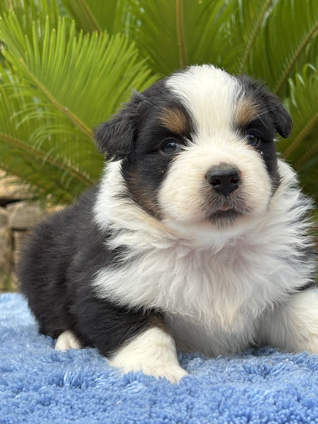 Chiot Berger Australien du Sarmizegetusa Regia