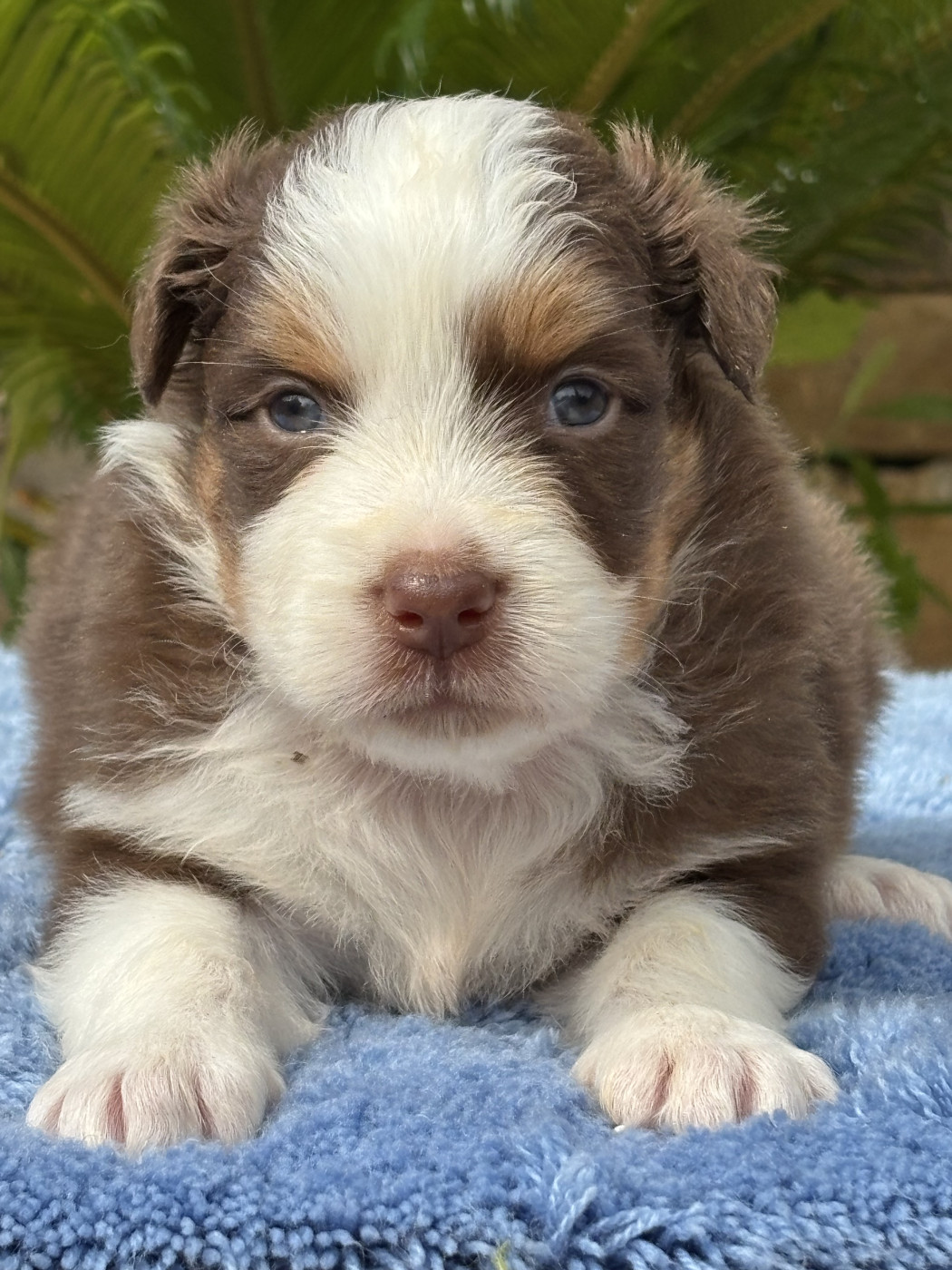 du Sarmizegetusa Regia - Chiots disponibles - Berger Australien