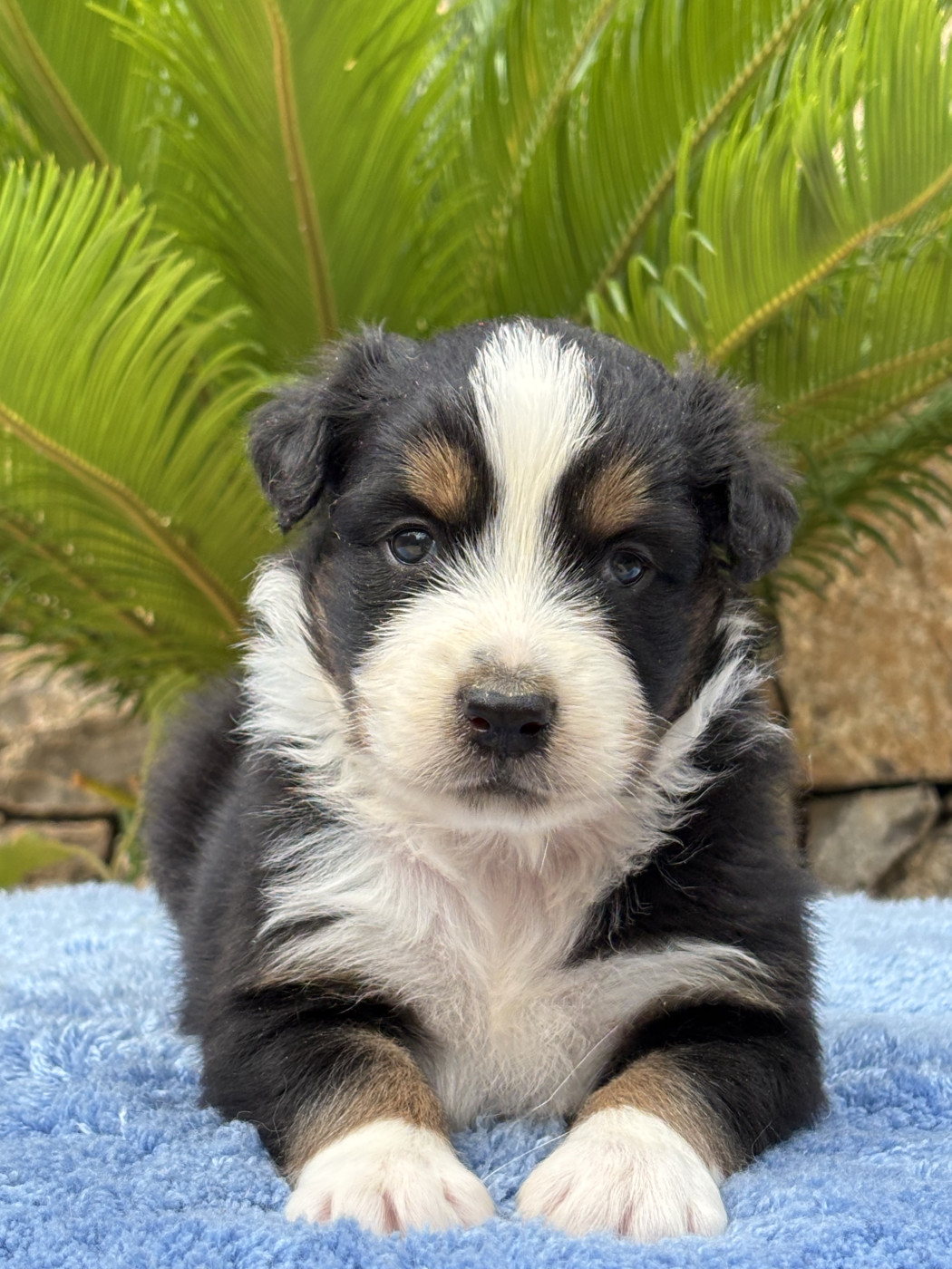 du Sarmizegetusa Regia - Chiots disponibles - Berger Australien