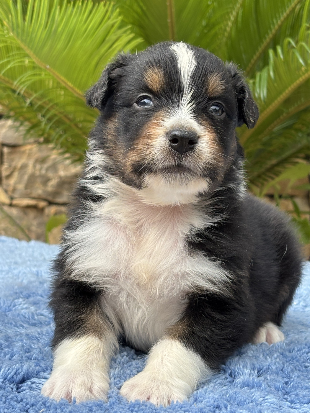 du Sarmizegetusa Regia - Chiots disponibles - Berger Australien