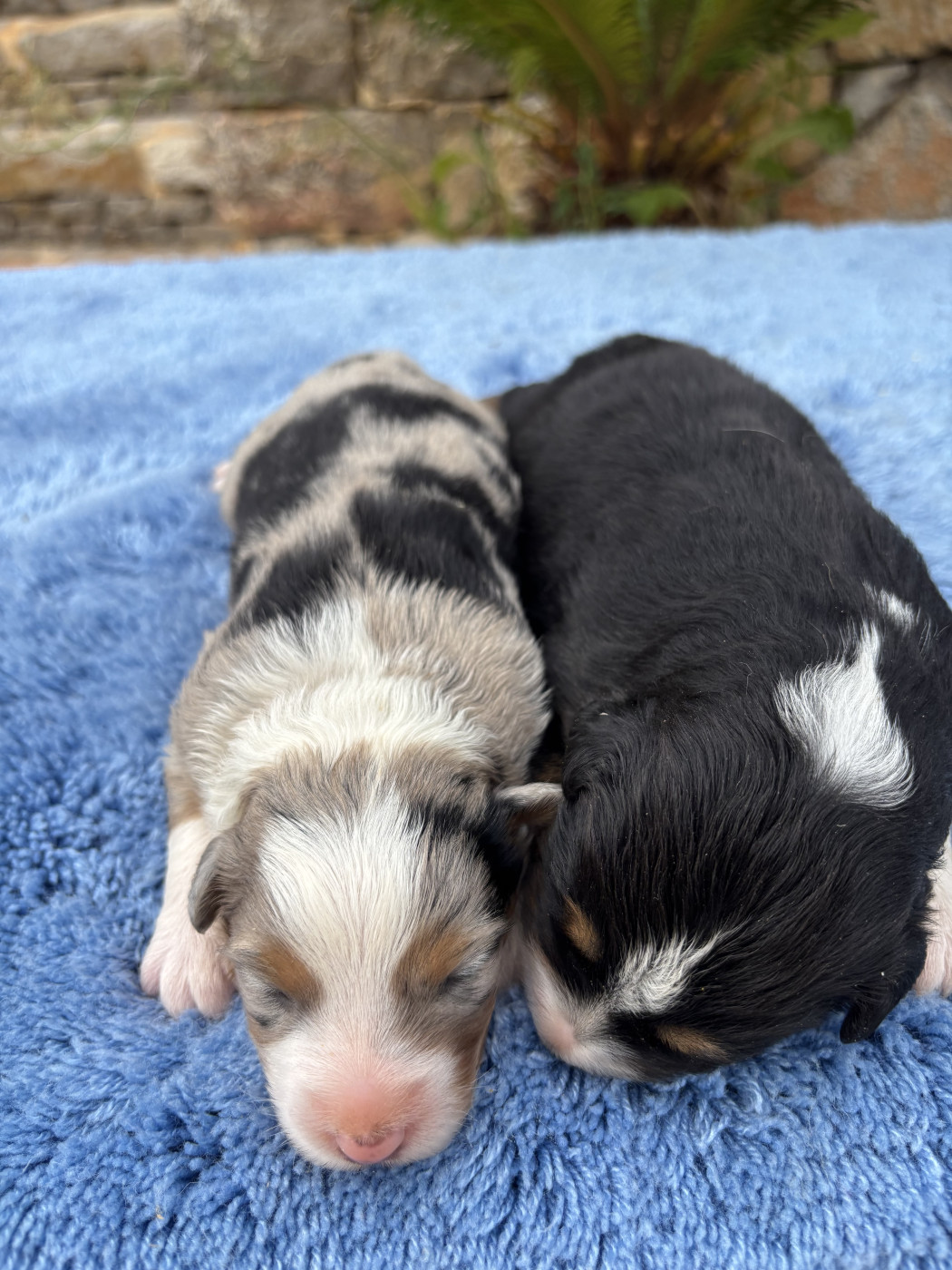 du Sarmizegetusa Regia - Chiots disponibles - Berger Australien