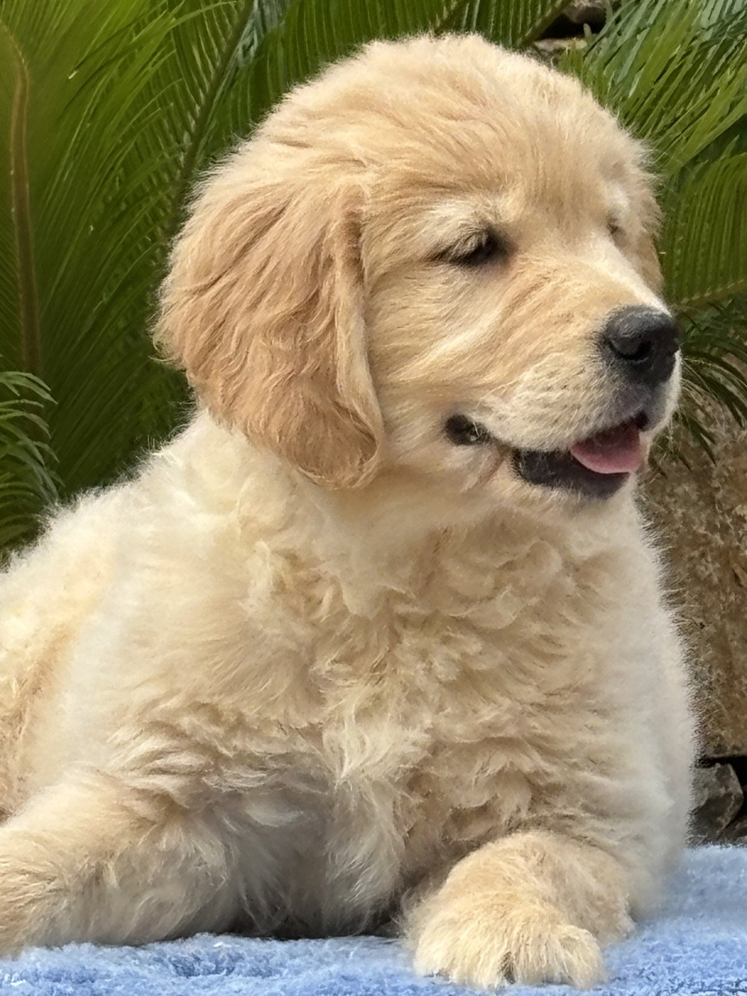 du Sarmizegetusa Regia - Chiots disponibles - Golden Retriever