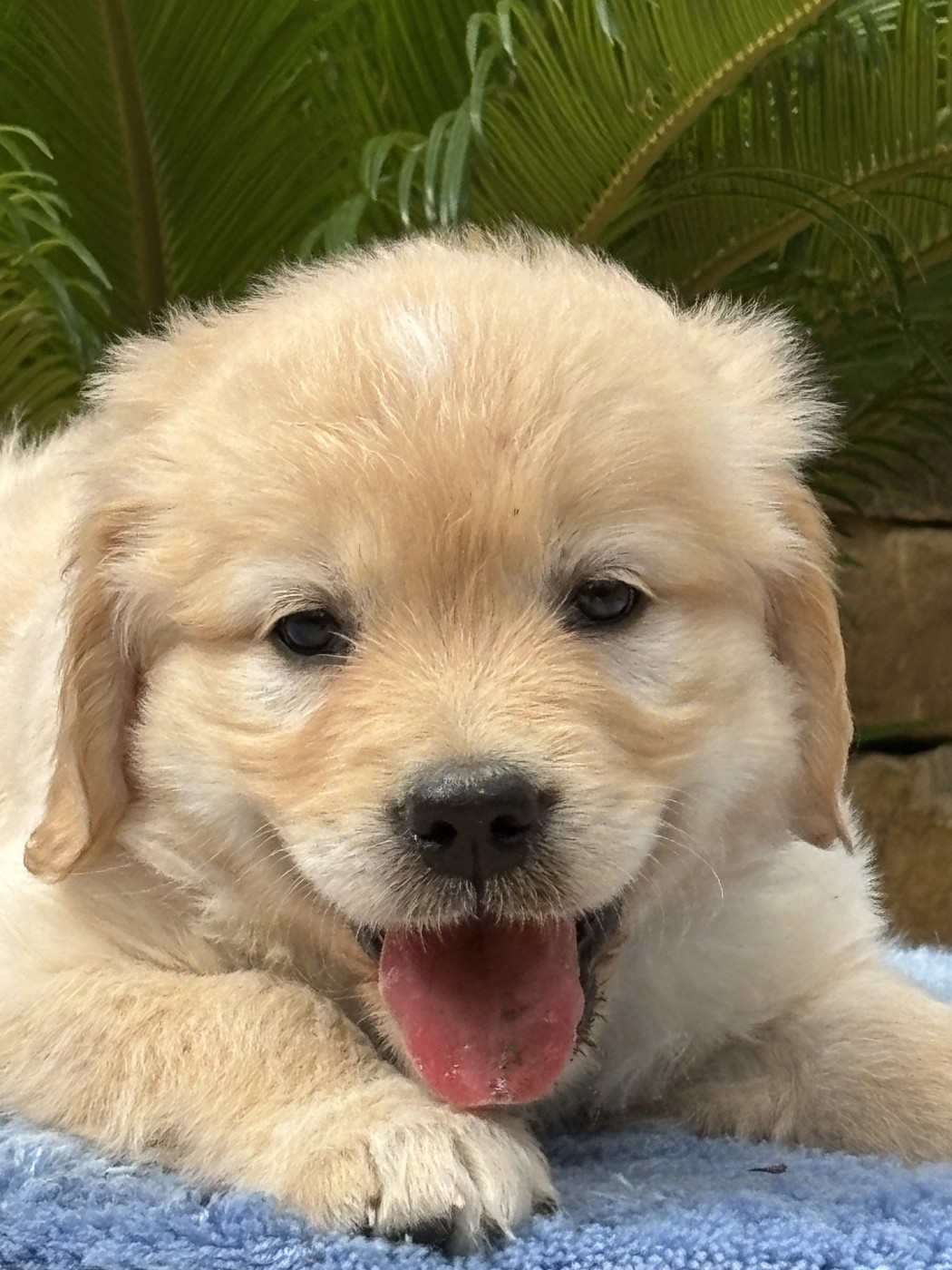 Chiot Golden Retriever du Sarmizegetusa Regia