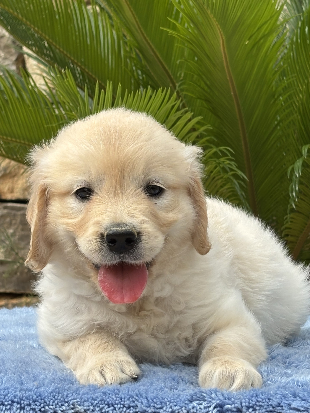 du Sarmizegetusa Regia - Chiots disponibles - Golden Retriever