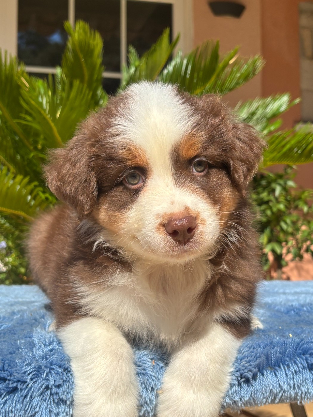 du Sarmizegetusa Regia - Chiots disponibles - Berger Australien