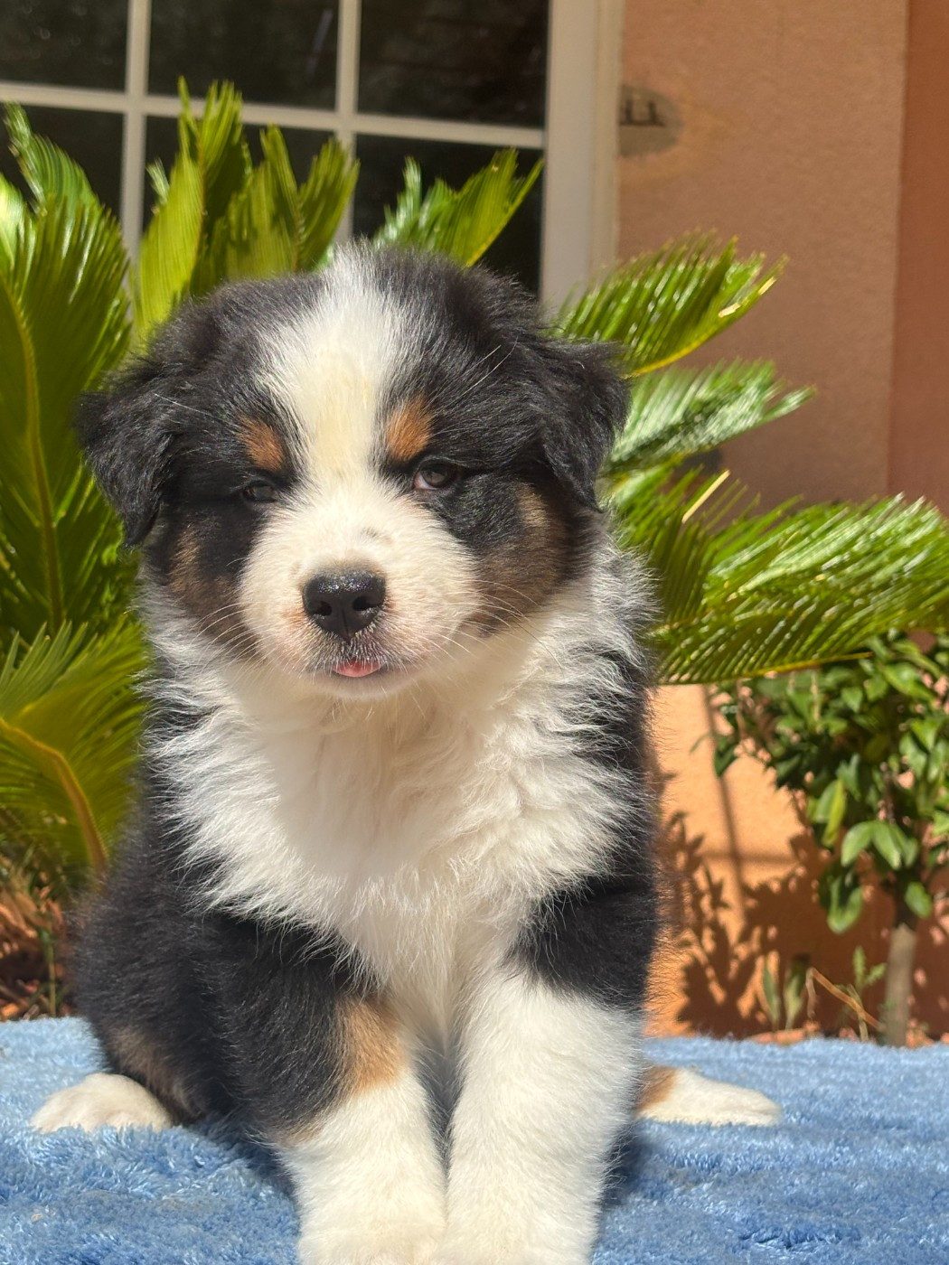 du Sarmizegetusa Regia - Chiots disponibles - Berger Australien