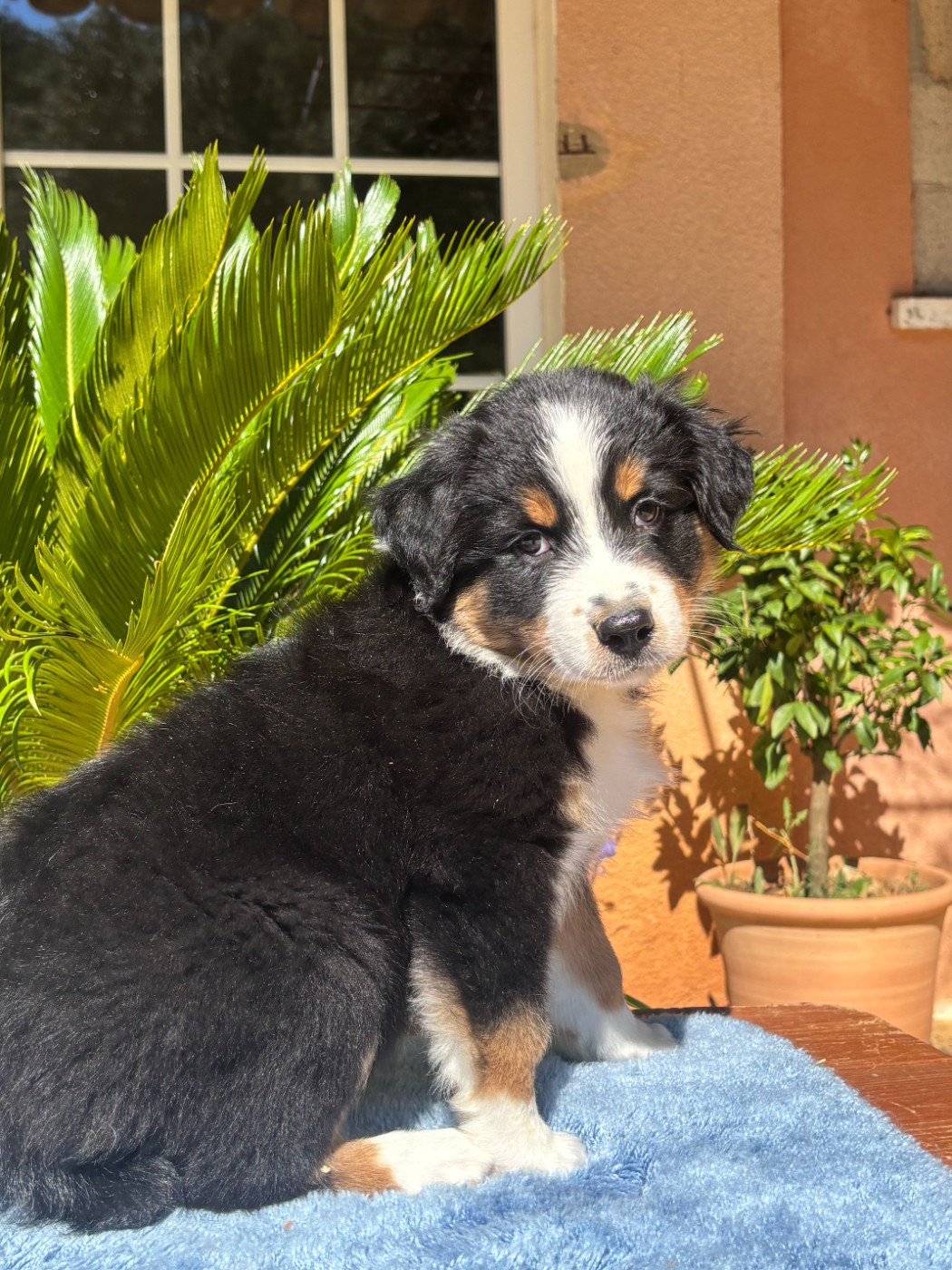 du Sarmizegetusa Regia - Chiots disponibles - Berger Australien