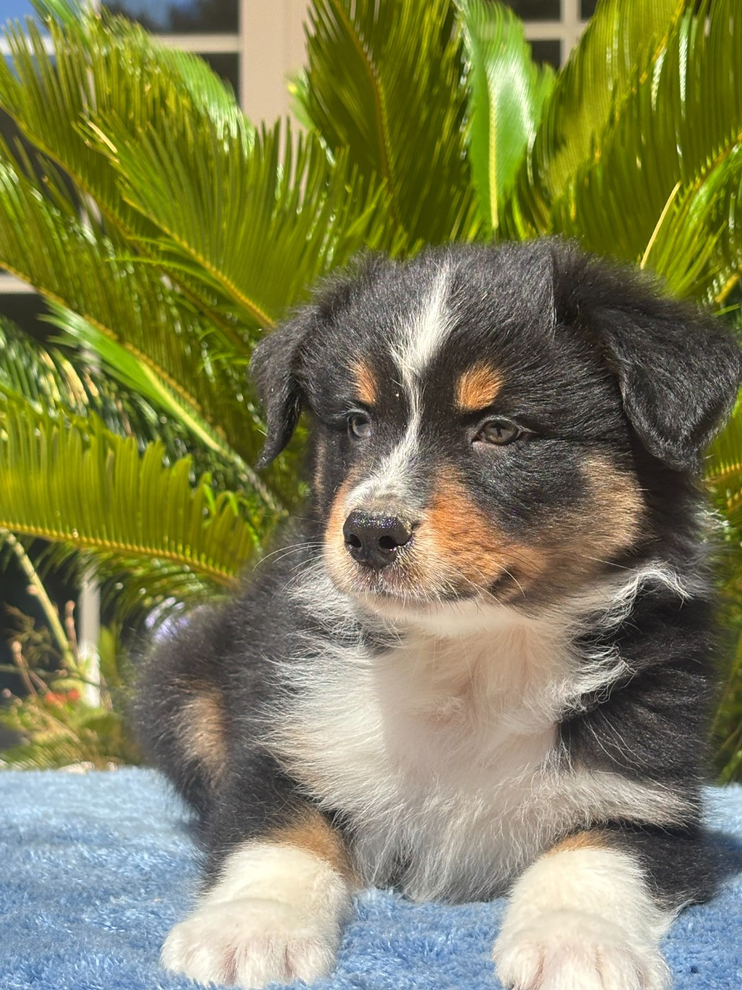 du Sarmizegetusa Regia - Chiots disponibles - Berger Australien
