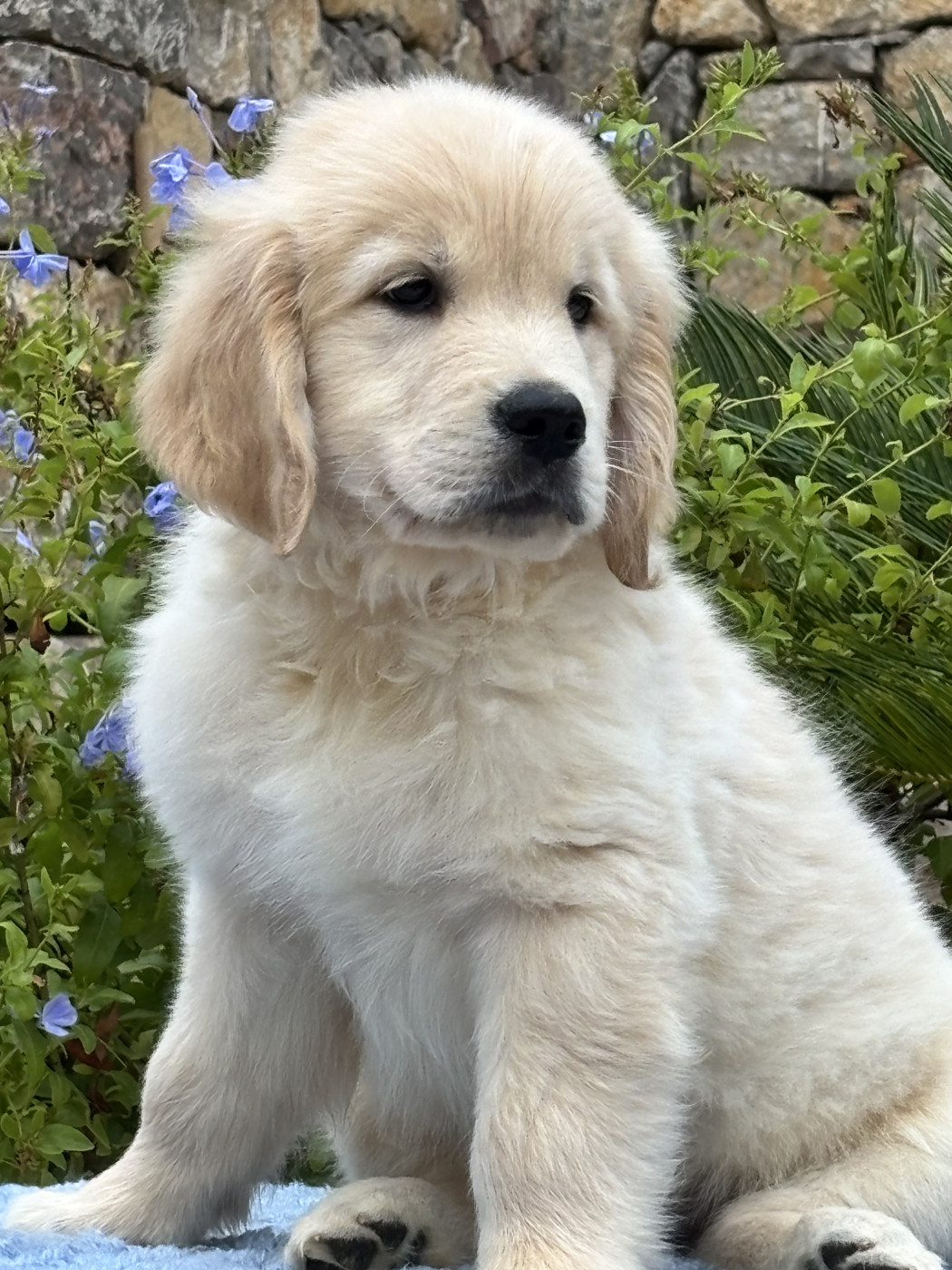 du Sarmizegetusa Regia - Chiots disponibles - Golden Retriever