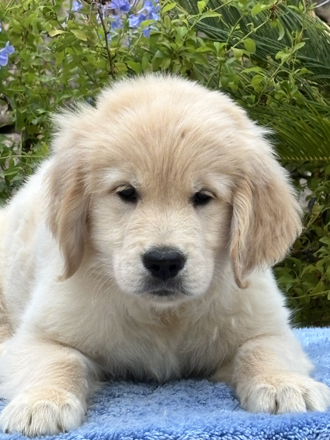 du Sarmizegetusa Regia - Chiots disponibles - Golden Retriever