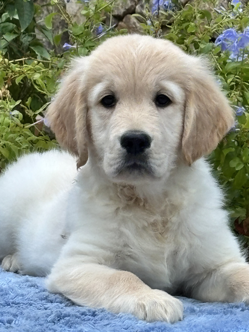 du Sarmizegetusa Regia - Chiots disponibles - Golden Retriever