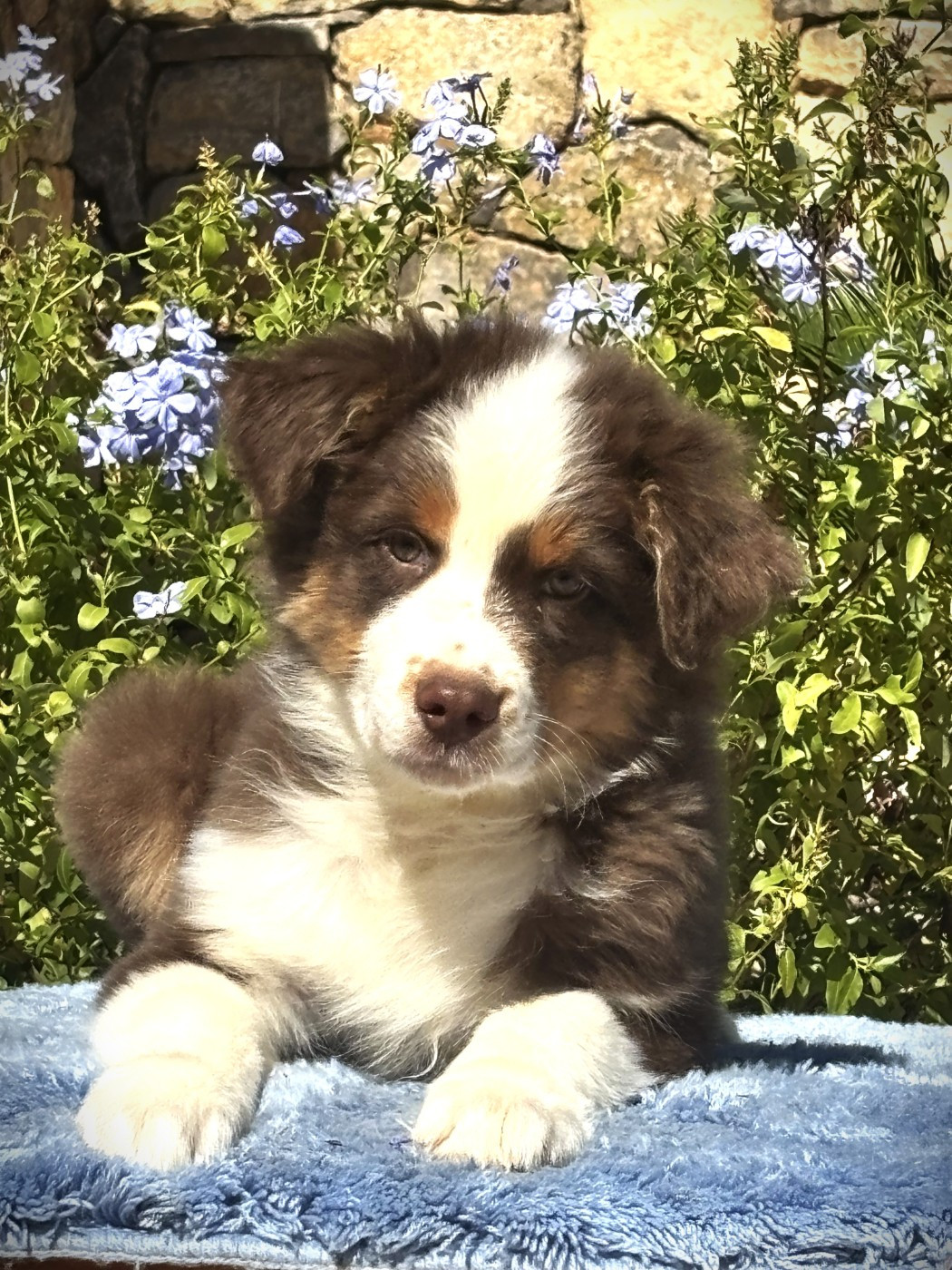 du Sarmizegetusa Regia - Chiots disponibles - Berger Australien