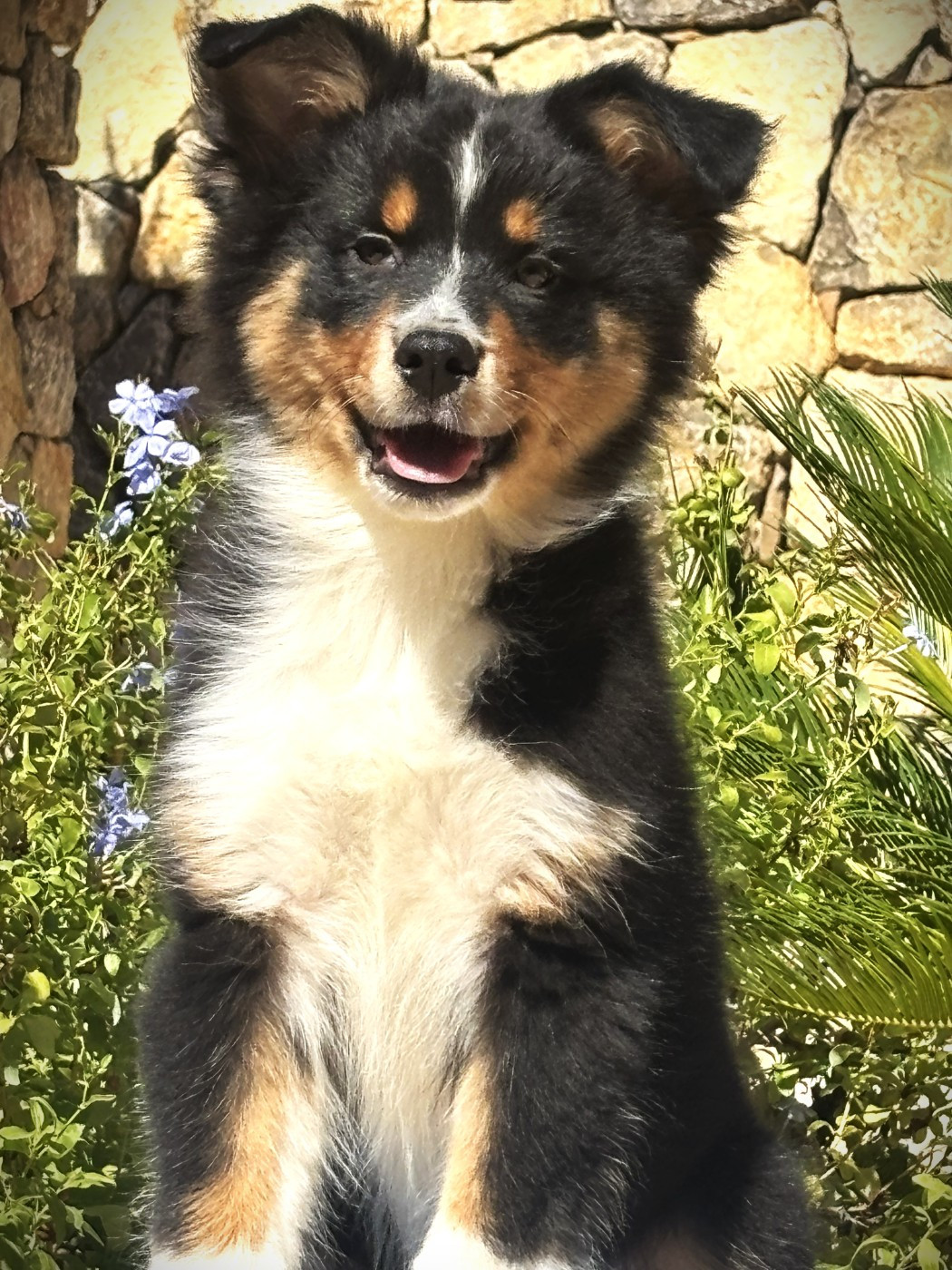 du Sarmizegetusa Regia - Chiots disponibles - Berger Australien