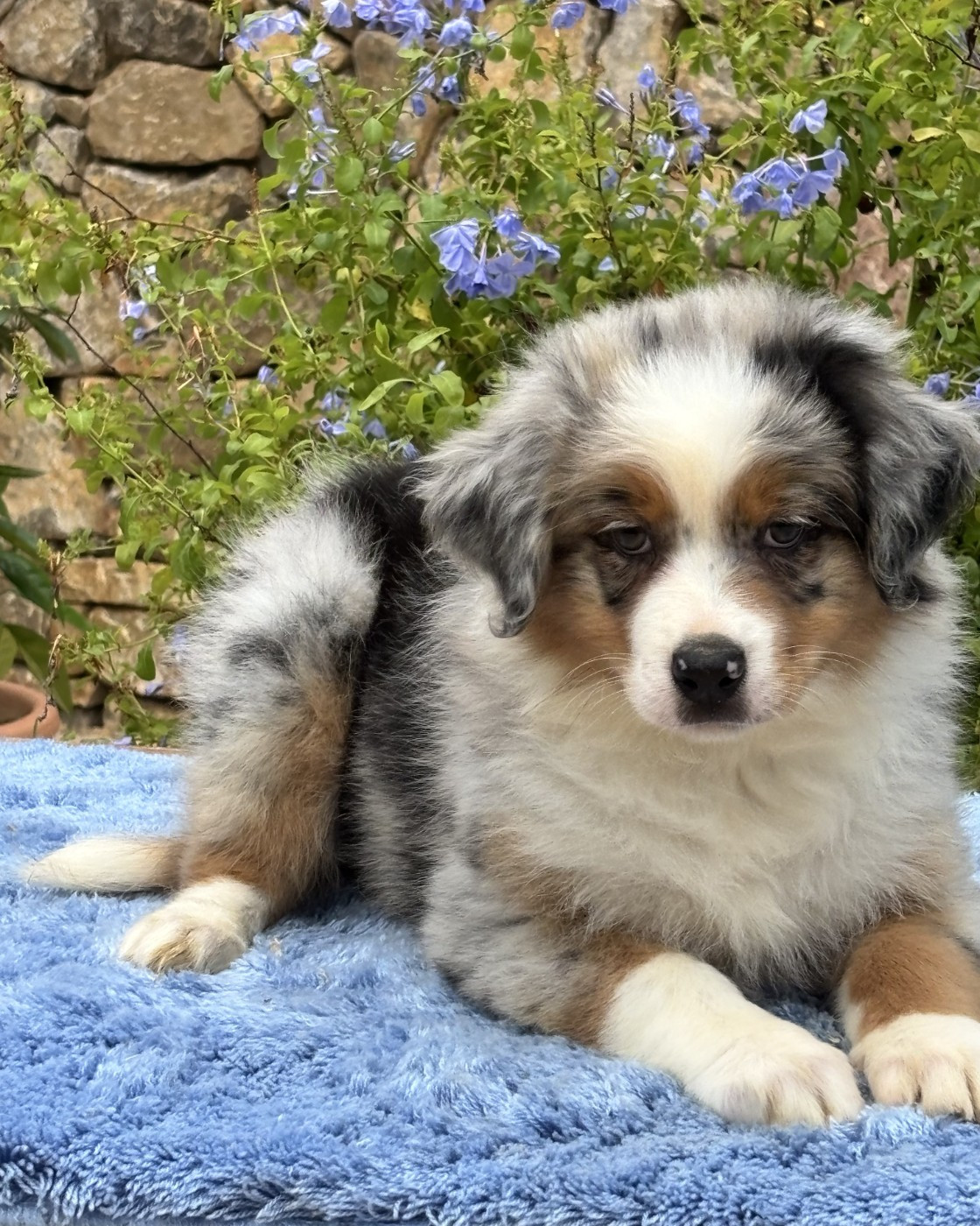 du Sarmizegetusa Regia - Chiots disponibles - Berger Australien