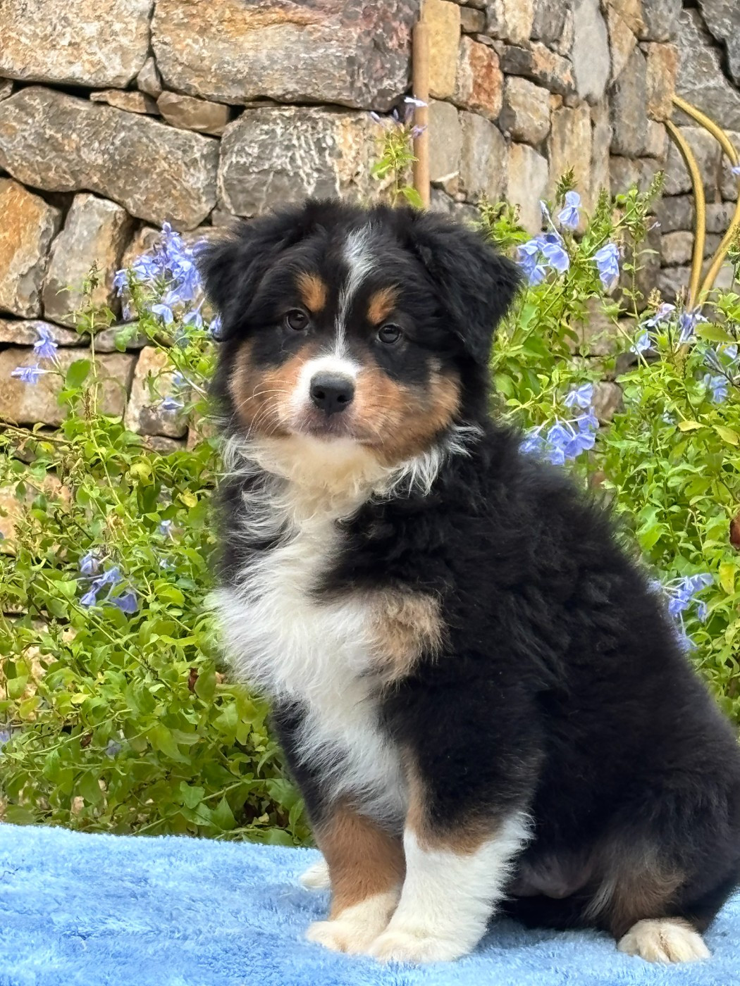 du Sarmizegetusa Regia - Chiots disponibles - Berger Australien