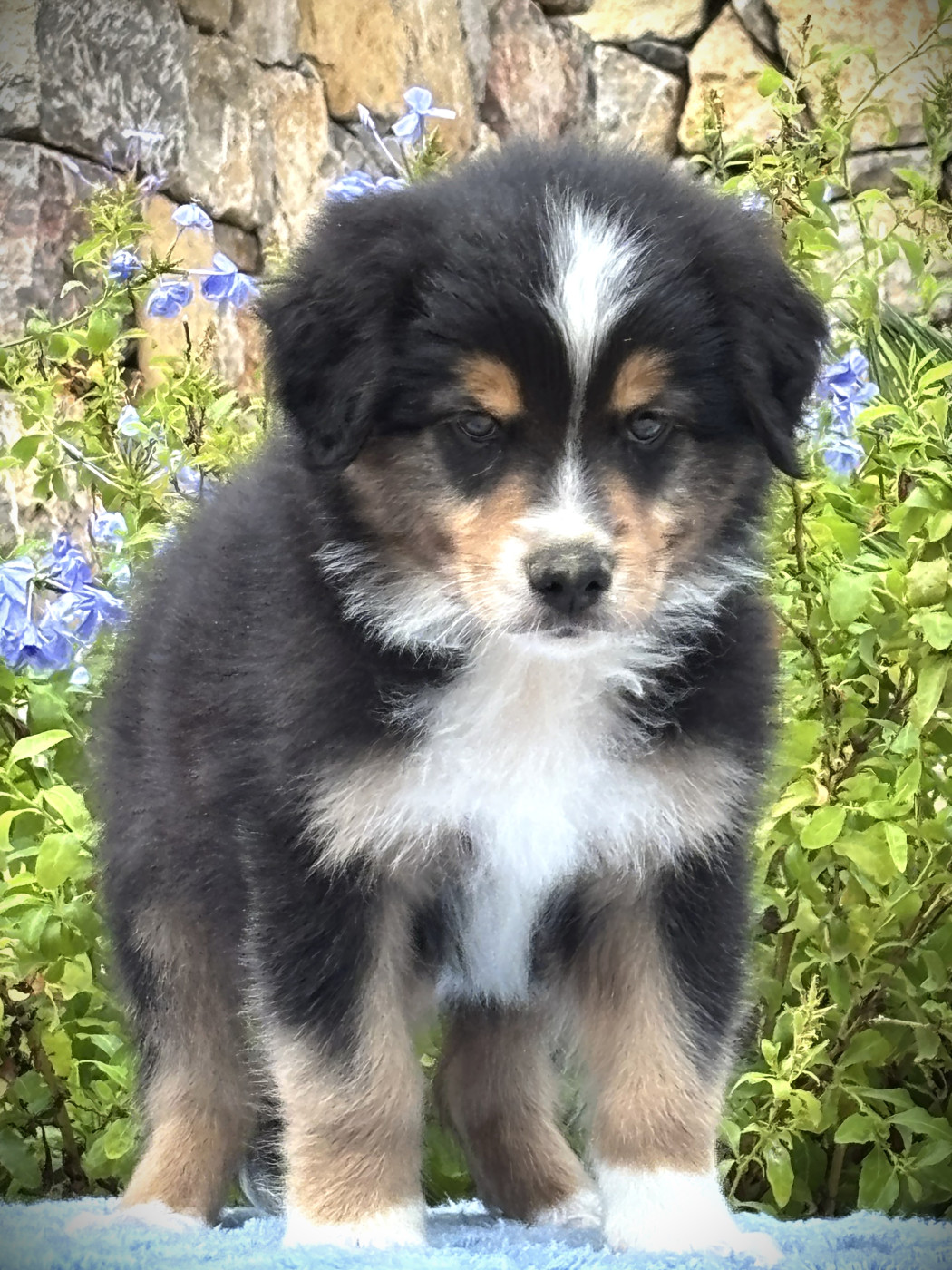 du Sarmizegetusa Regia - Chiots disponibles - Berger Australien
