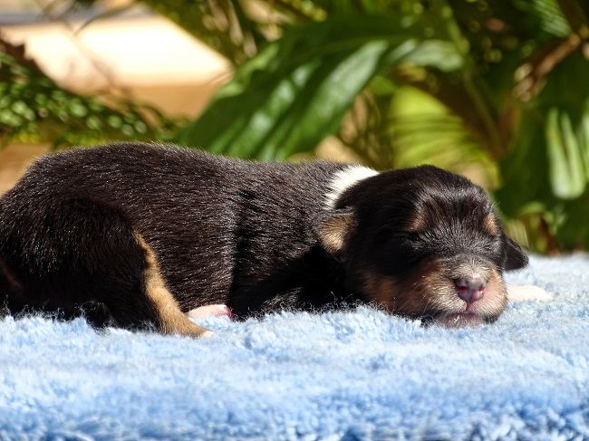 du Sarmizegetusa Regia - Chiots disponibles - Berger Australien