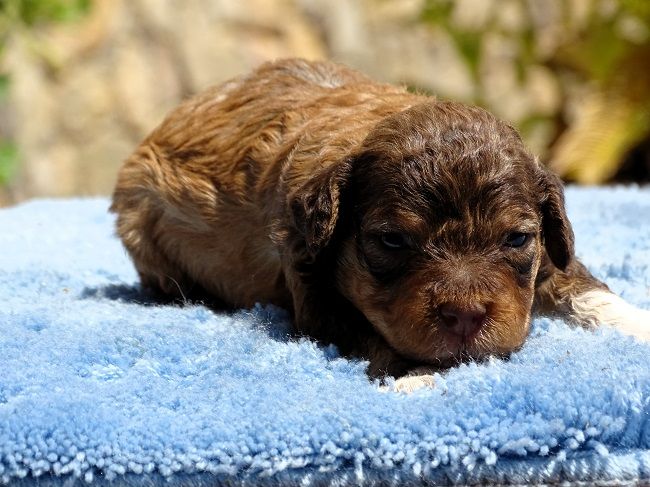 du Sarmizegetusa Regia - Chiots disponibles - Lagotto Romagnolo