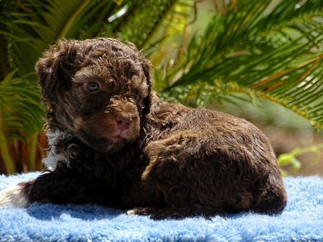 du Sarmizegetusa Regia - Chiots disponibles - Lagotto Romagnolo