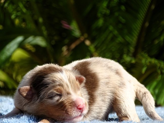 du Sarmizegetusa Regia - Chiots disponibles - Berger Australien