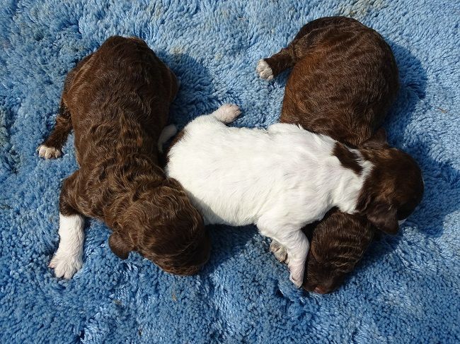 CHIOT 3