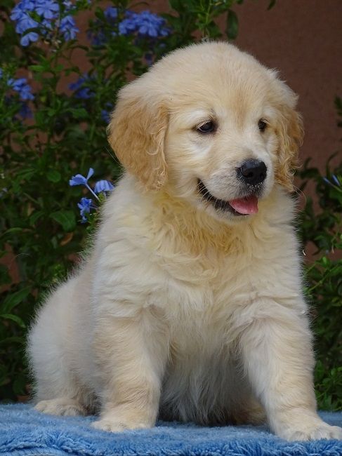 du Sarmizegetusa Regia - Chiots disponibles - Golden Retriever