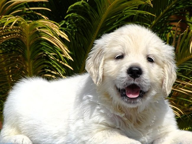 Chiot Golden Retriever du Sarmizegetusa Regia