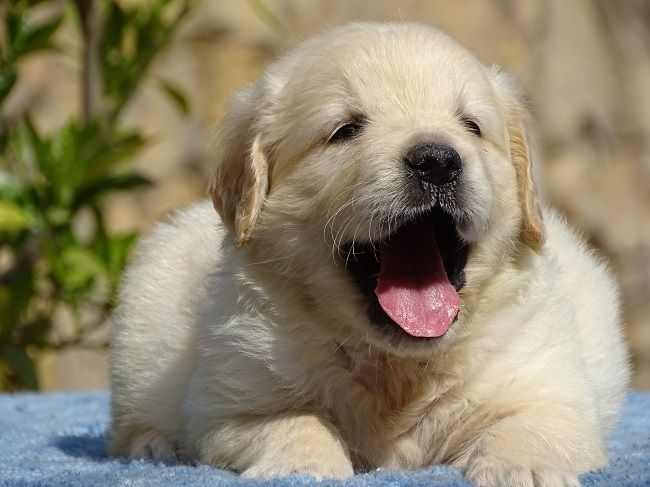 du Sarmizegetusa Regia - Chiots disponibles - Golden Retriever