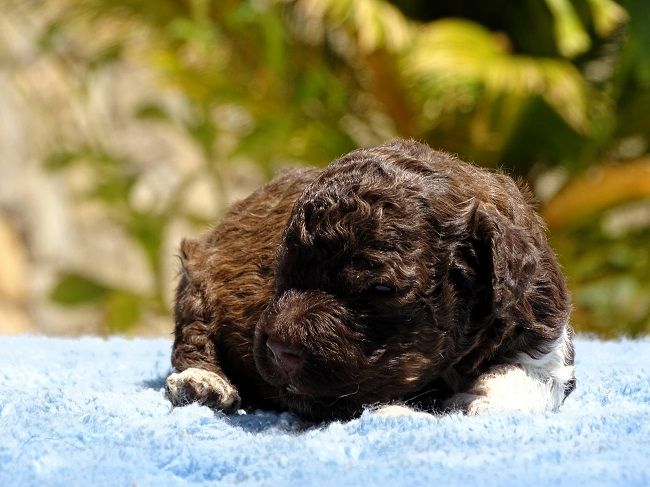 du Sarmizegetusa Regia - Chiots disponibles - Lagotto Romagnolo