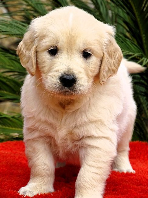 du Sarmizegetusa Regia - Chiots disponibles - Golden Retriever