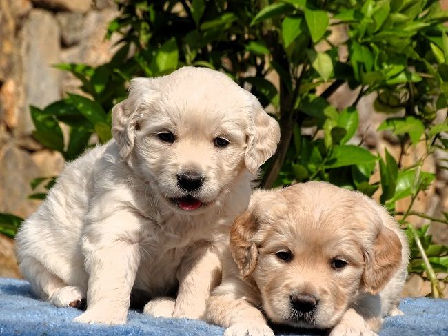 du Sarmizegetusa Regia - Chiots disponibles - Golden Retriever