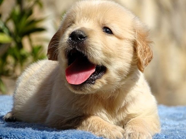 du Sarmizegetusa Regia - Chiots disponibles - Golden Retriever