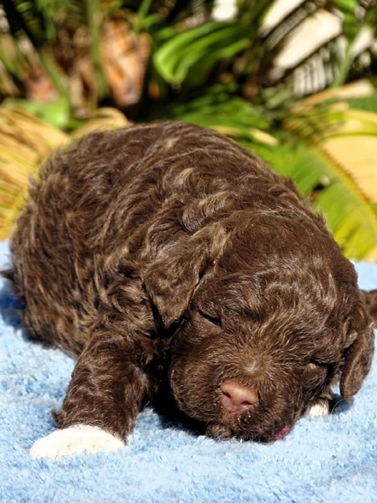 du Sarmizegetusa Regia - Chiots disponibles - Lagotto Romagnolo