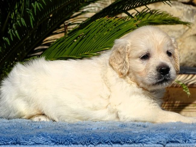 CHIOT 2