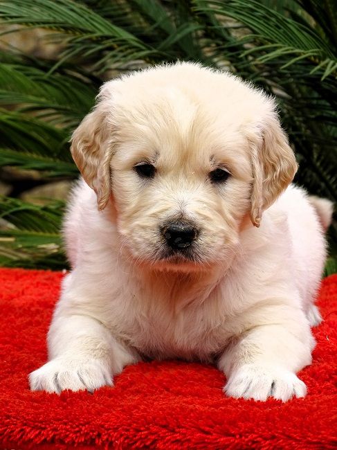 du Sarmizegetusa Regia - Chiots disponibles - Golden Retriever