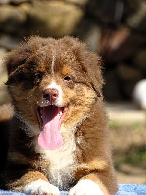 du Sarmizegetusa Regia - Chiots disponibles - Berger Australien