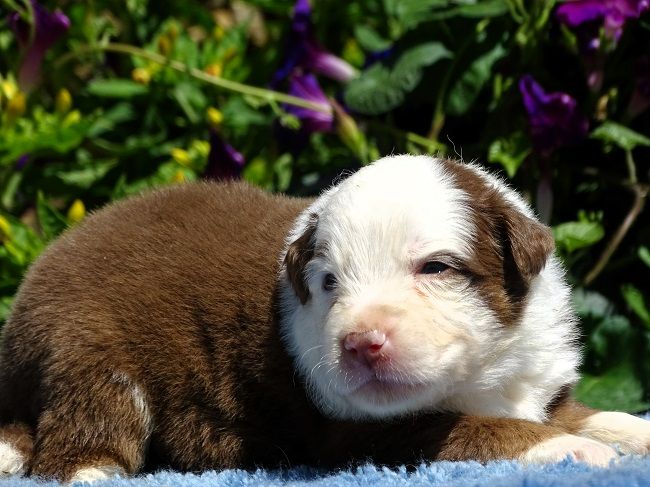 du Sarmizegetusa Regia - Chiots disponibles - Berger Australien