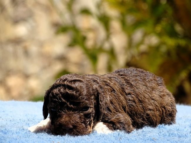 du Sarmizegetusa Regia - Chiots disponibles - Lagotto Romagnolo