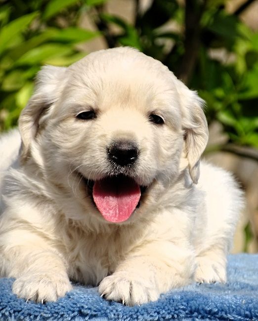 du Sarmizegetusa Regia - Chiots disponibles - Golden Retriever