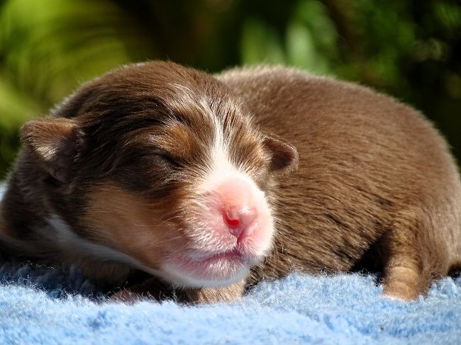 du Sarmizegetusa Regia - Chiots disponibles - Berger Australien